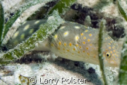 Snake Eel hunting breakfast, D300, 105VR by Larry Polster 